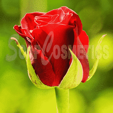 Роза віддушка, Англія 907 фото