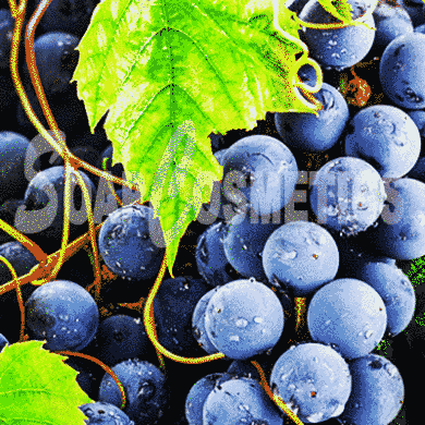 Виноград віддушка, Іспанія 935 фото
