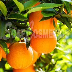 Апельсина горького гидролат. Франция