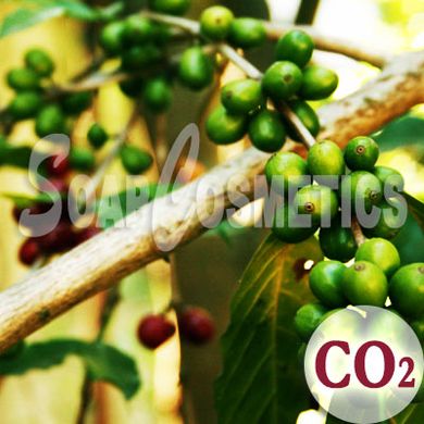 Кофе зеленого СО2 экстракт 315 фото