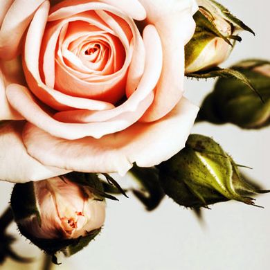 Розы гидролат. Франция ФА2РЗГ фото